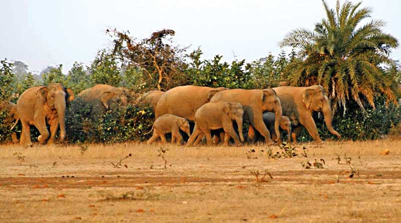 All India synchronized elephant census commences in Mahananda Wildlife Sanctuary.