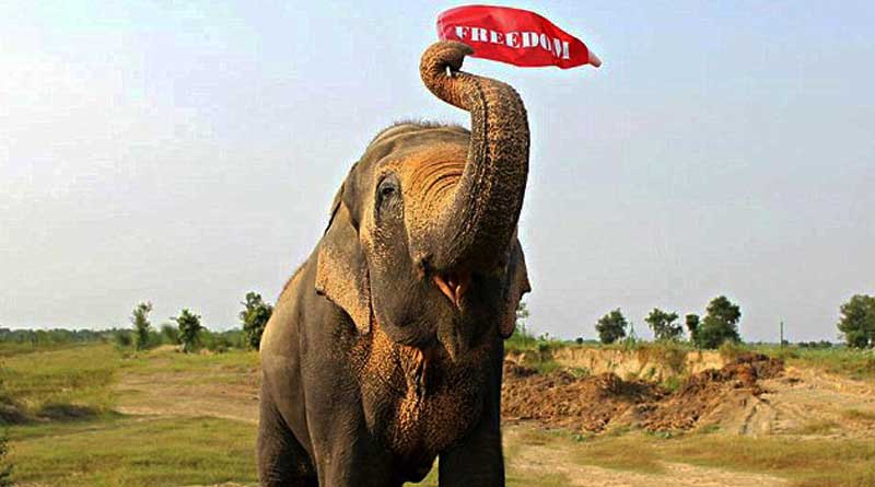 The unluckiest Elephant in the world - Mohan, is finally freed