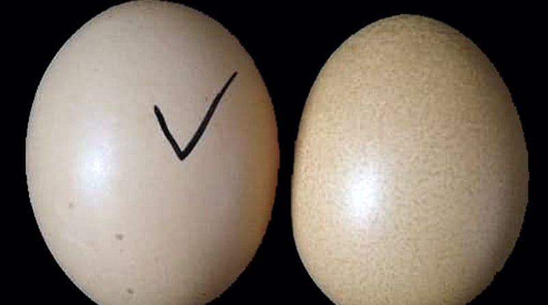 How to Identify Fake China Egg?