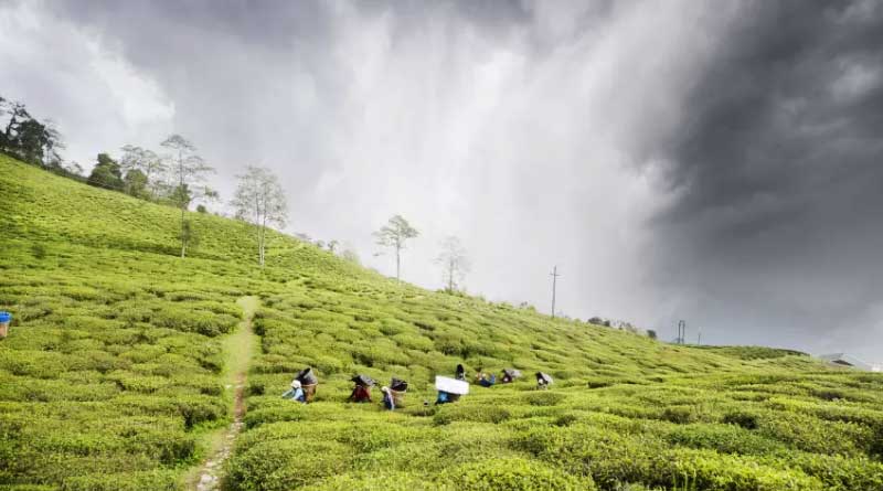 Tourists can spend night at tea garden, new initiative in Siliguri | Sangbad Pratidin
