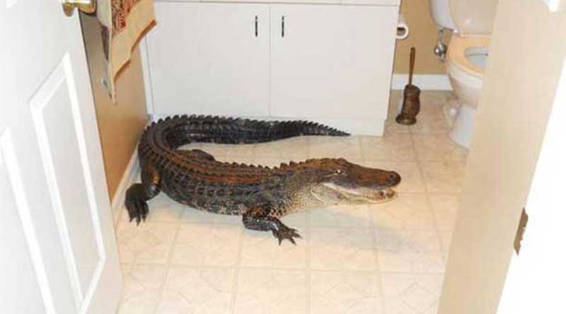 A Crocodile rescued from a bathroom in Vadodara