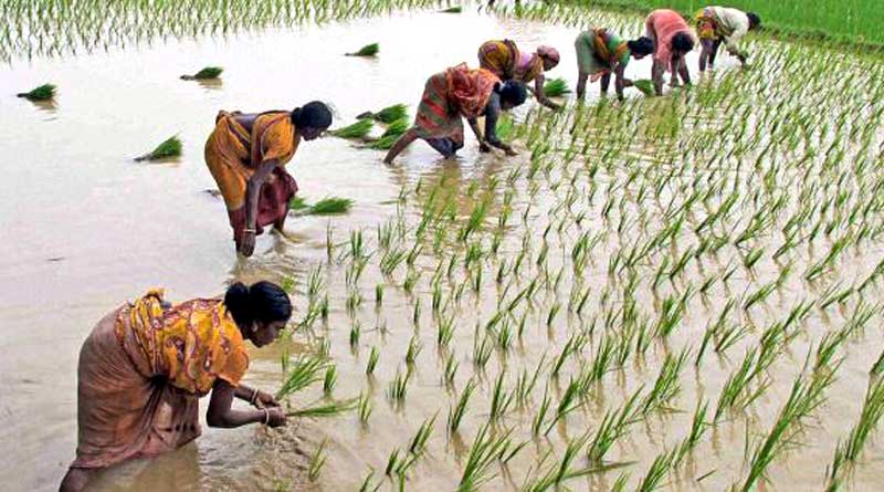 ‘স্বনির্ভর কৃষি প্রকল্প’ চালু করার উদ্যোগ নিল রাজ্য সরকার