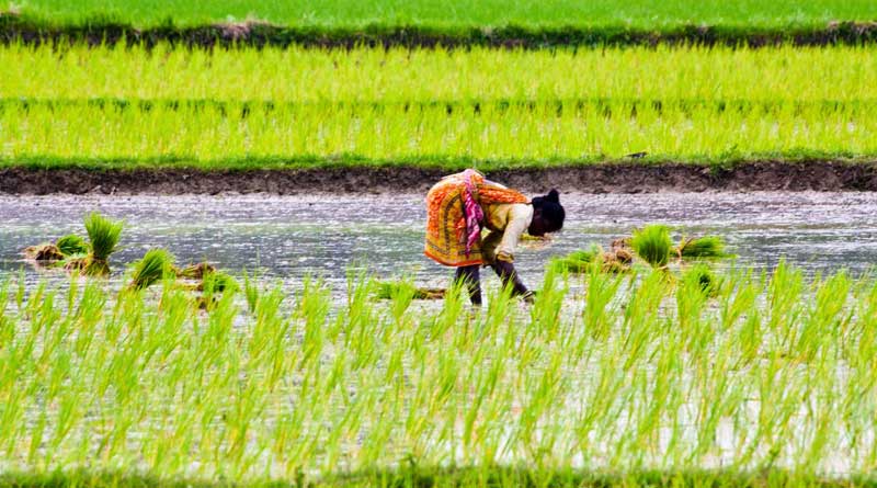 বাংলায় কৃষি লগ্নিতে আগ্রহী চিন, শহরে বৈঠক