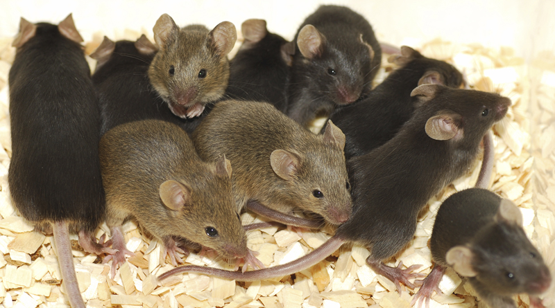 Mice nibble documents in police outpost 