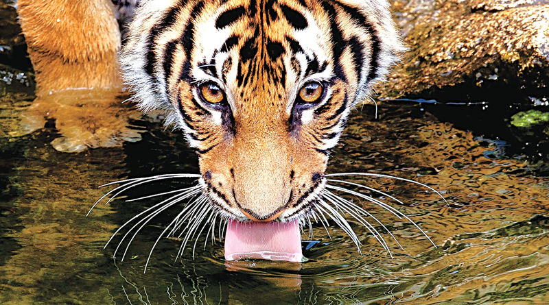 Sundarban To Dig 107 Km Long Sweet Water Lake