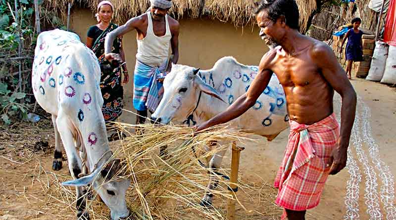 বাঁদনা পরবে ‘গরুর বিয়ে’তে মাতলেন বাঁকুড়াবাসী