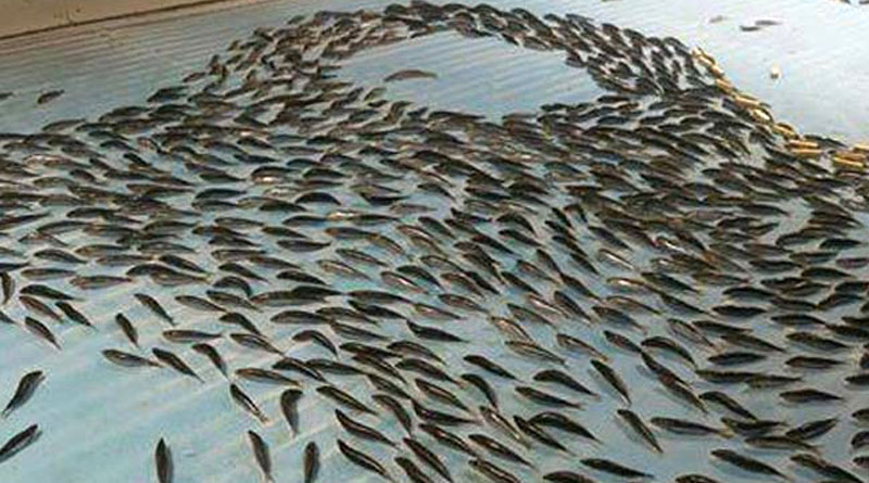 People gather to See 5,000 Dead Fish In Ice At Japan Skating Rink