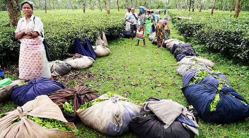Tea garden workers not paid wages due to currency crisis