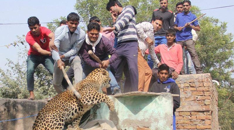 Leopard enters Gurugram village, beaten to death