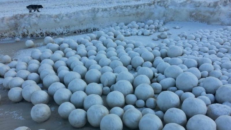 Thousands of natural giant  snowballs have been formed on  beach in the Gulf of Ob in northwest Siberia