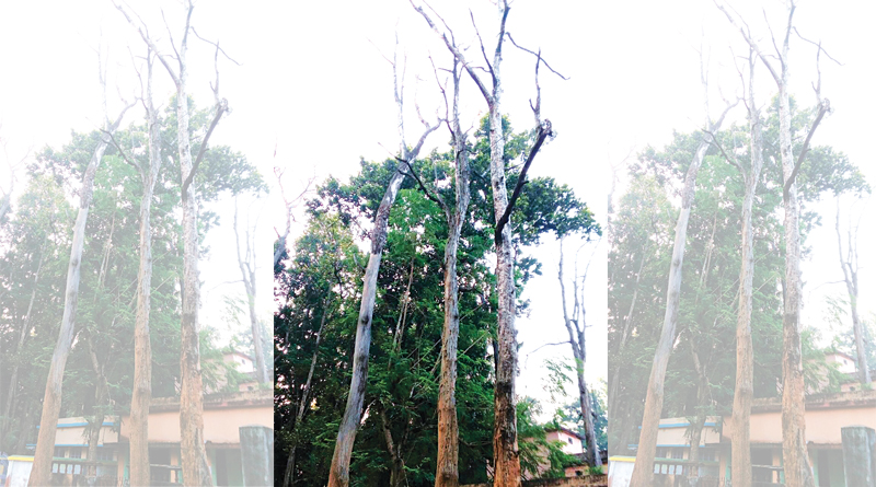 Dead Sal Tree Is Now A Death Trap In Jhargram