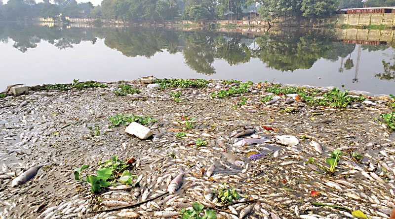 6 ton fishes are dead by poison