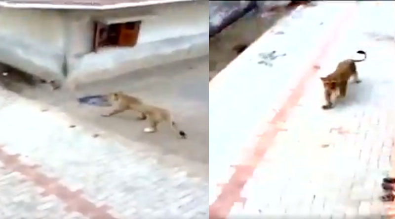 Lioness roams on streets of Virpur village