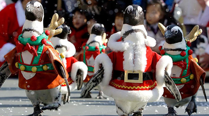Penguins parade in Christmas outfits in Japanese park