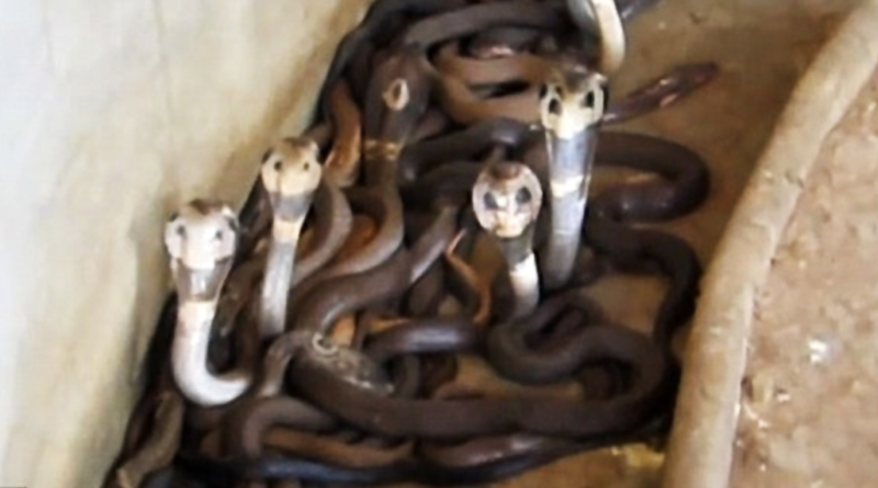 Over 70 Cobras seized from house in Pune