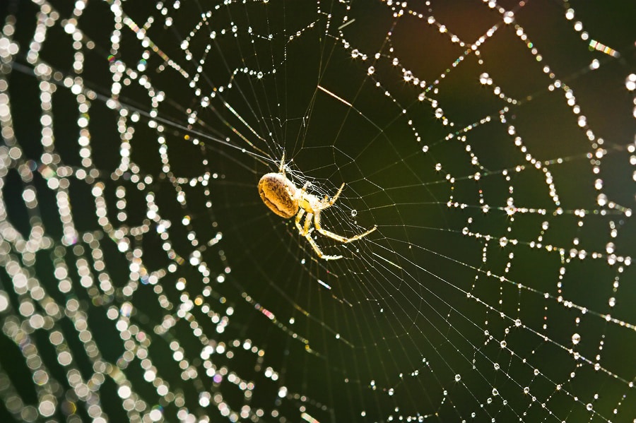 8-bigstock-Spider-Web-1397830