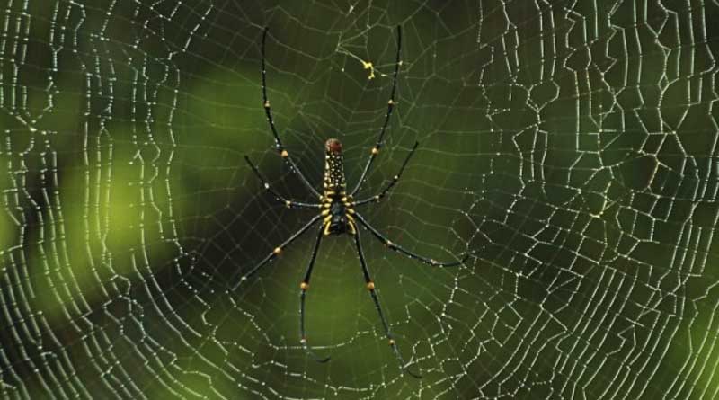 Spider webs can heal wounds