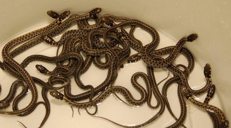24 rattlesnakes in Texas house stuns family
