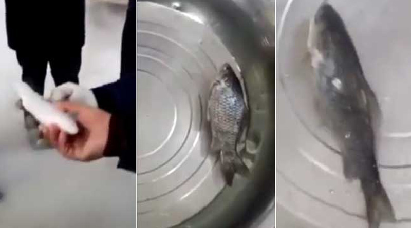 Video of frozen fish regaining life goes viral