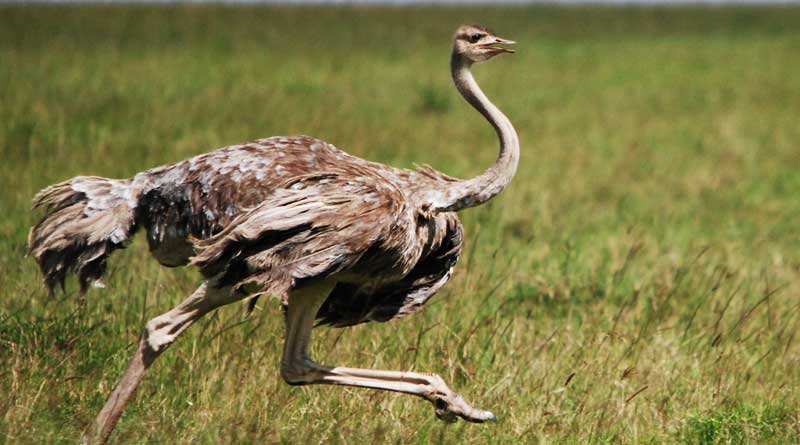 Ostriches roamed Indian subcontinent 25000 years ago, reveals study 