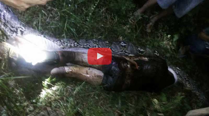 Man swallowed by giant python in Indonesia, video goes viral