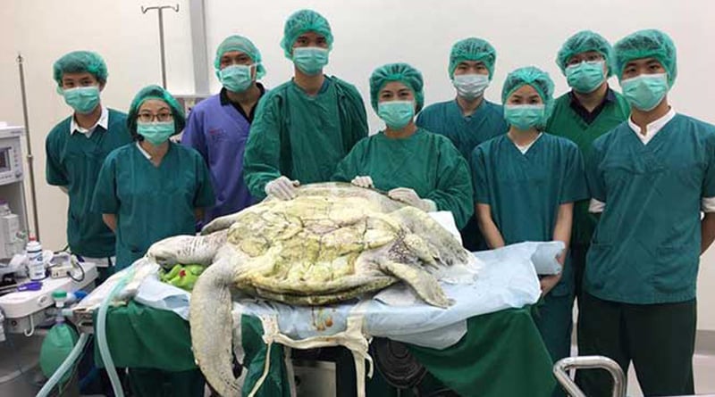 Vets remove 915 coins from Thailand turtle stomach