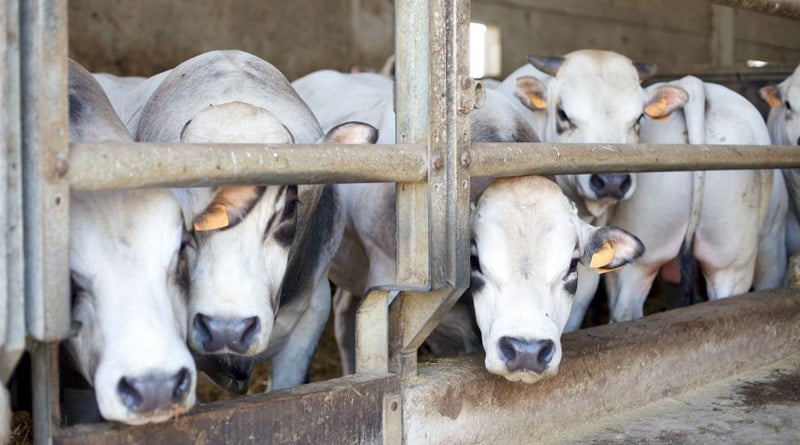 Cows up for sale online after government's restrictions on selling of cattle