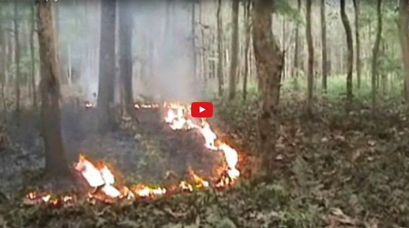 ডুয়ার্সের জঙ্গলে আগুন, ছড়াল আতঙ্ক