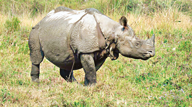Dooars forest officials fear another showdown between rhino Khara Singh and Gabbar Singh 