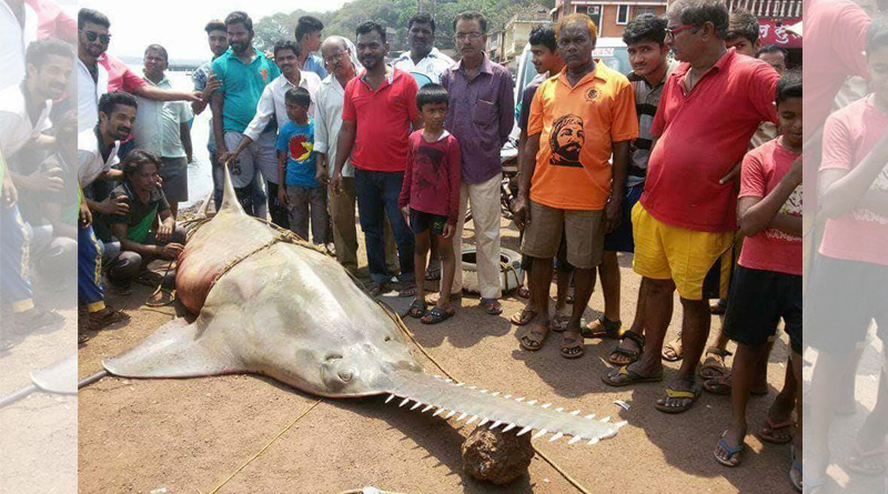 Fisherman nets rare 20-feet sawfish weighing 700 kg in Konkan region