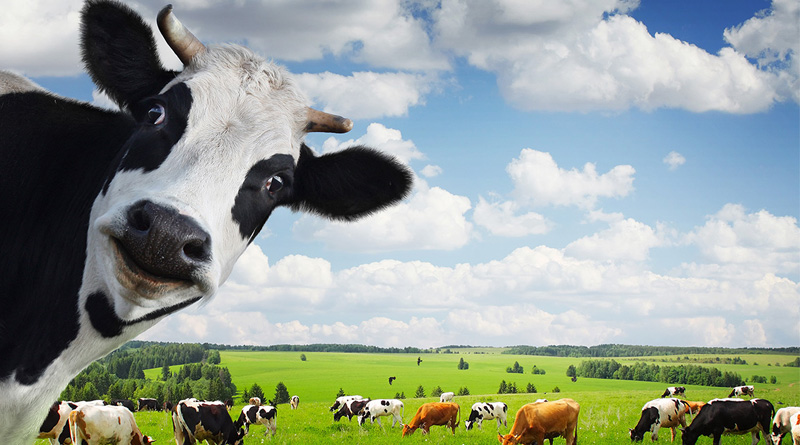 Cows officially the most deadly animals in Britain
