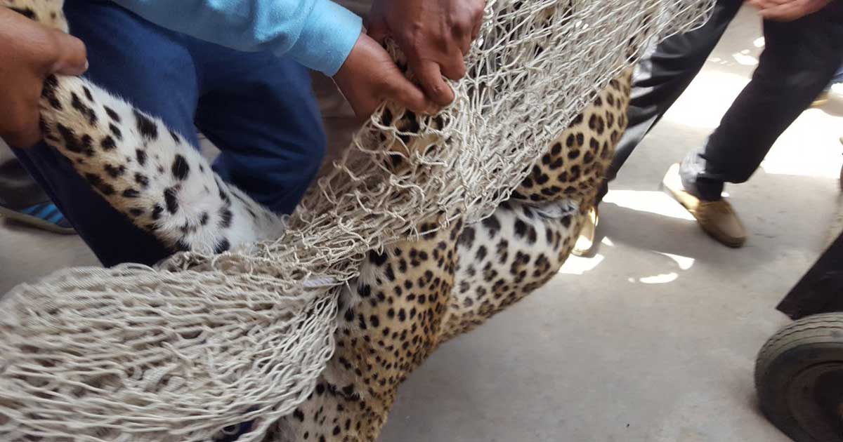 জনবহুল এলাকায় ৫ ঘণ্টা ধরে চলল চিতার তাণ্ডব, জখম ৬জন