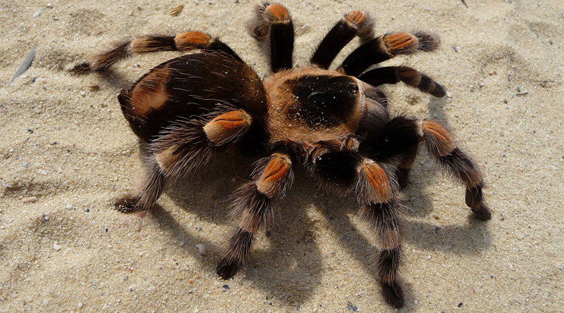 giant tarantulas in jhargram spark panic