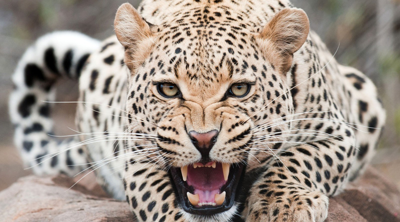 Leopard eats human child at Dooars