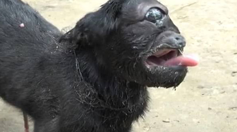 One-eyed-goat-2_web