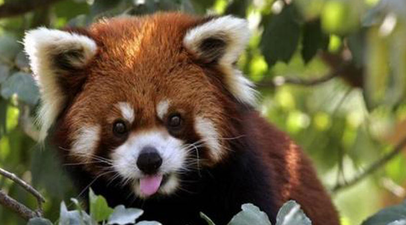 Red panda rescued by SSB in Assam