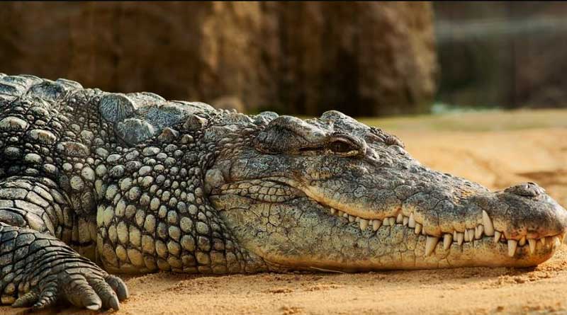 2-Metre long Crocodile find in a common man's place in russia 