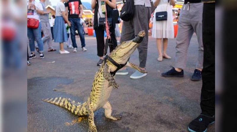 Man pictured walking his crocodile down the street, pic goes viral