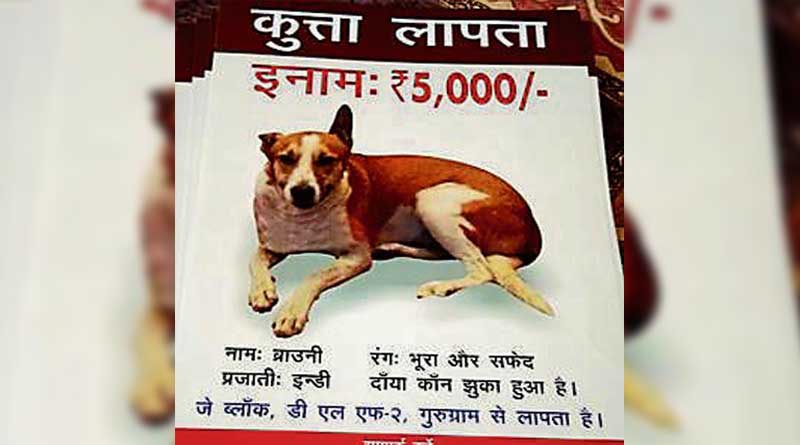 Pet dog kidnapped, eaten in Gurgaon 