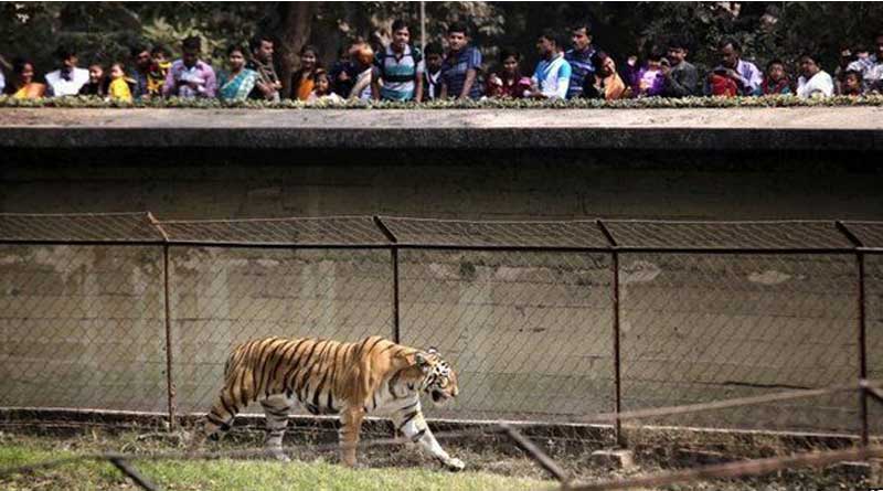 Ranchi zoo will gift two tigers to Alipur zoo | Sangbad Pratidin