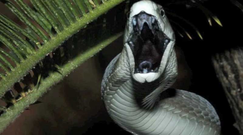 Watch! Deadly snake sneaking into woman’s house