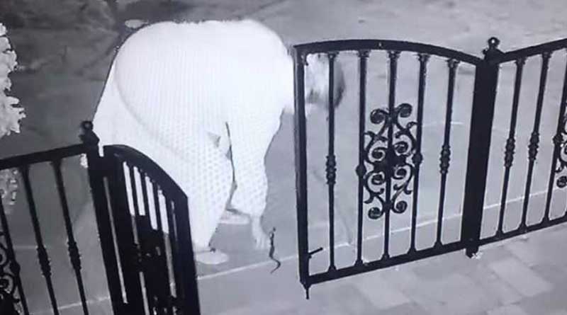 জানেন, পোষা কুকুরের খেলনা ভেবে কী হাতে তুলে নিয়েছিলেন এই মহিলা?