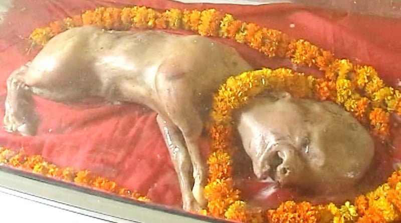 Calf born with 'human  face' draws devotees in UP 