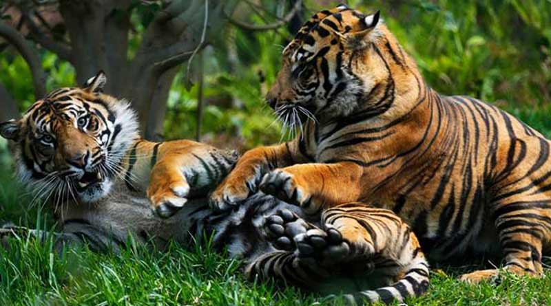 Want to adopt a tiger, visit this Delhi zoo