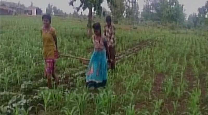 খবরের জের, মধ্যপ্রদেশের অভাবী কৃষকের পাশে প্রশাসন
