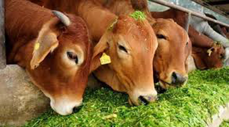 Cow exhales oxygen, believes Uttarakhand minister