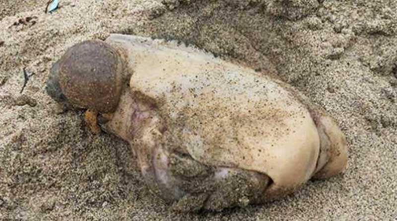 Mysterious sea creature washes ashore US beach