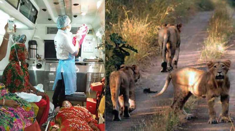 Gujarat woman delivers baby in ambulance surrounded by 12 Lions