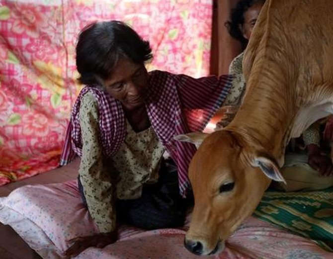 woman-marries-calf_jpg_3_