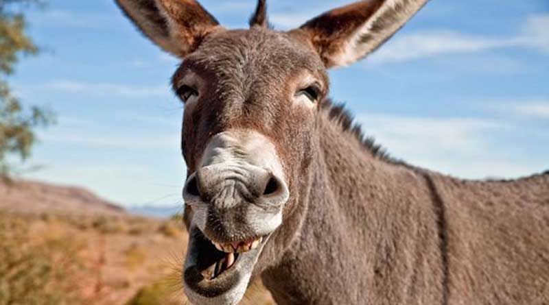 Donkey arrested for participating in a gambling racing in Pakistan